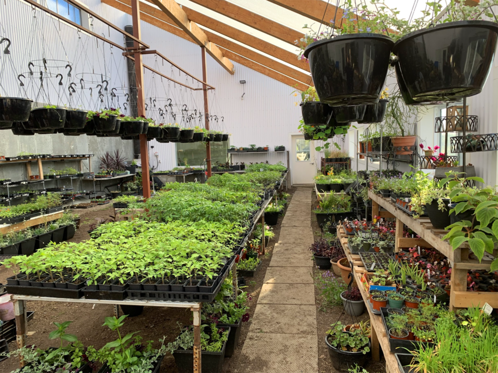 Plants and flowers inside of Woodleigh Farms' passive solar greenhouse